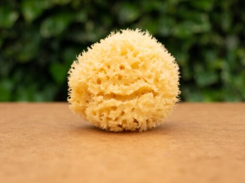 Natural sea sponge on light surface and softly blurred background